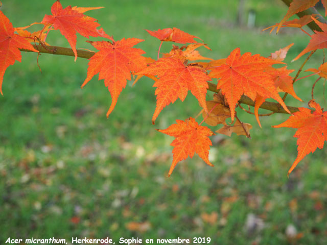 Acer micranthum