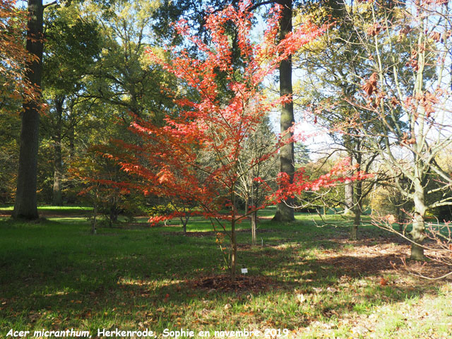 Acer micranthum