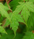 Acer micranthum