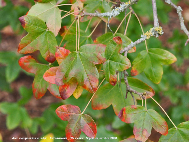 Acer monspessulanum subsp. turcomanicum