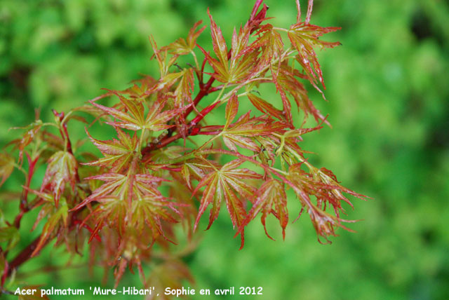 Acer palmatum 'Mure-hibari'
