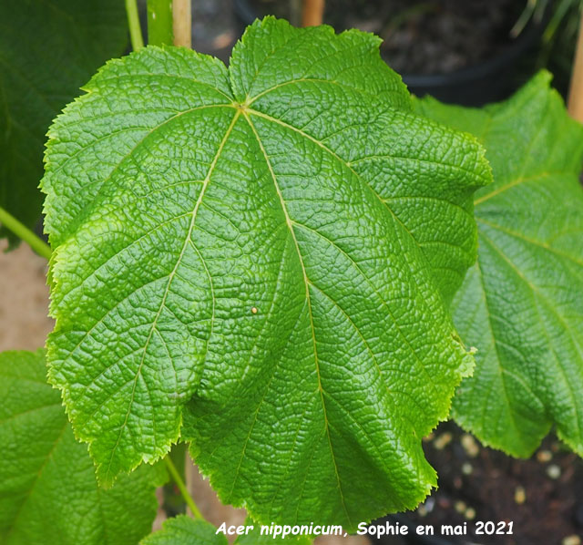 Acer nipponicum