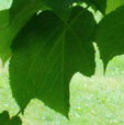Acer nipponicum