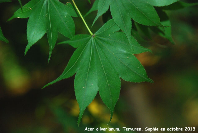 Acer oliverianum