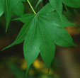 Acer oliverianum