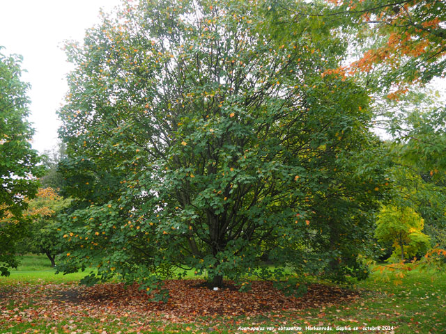 Acer opalus ssp. obtusatum