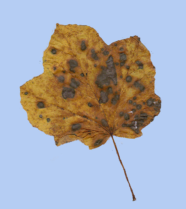 Acer opalus