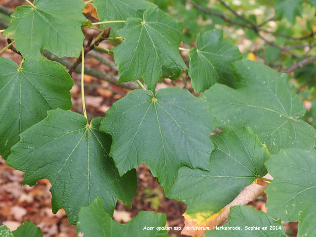 Acer opalus ssp. obtusatum