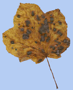 Acer opalus