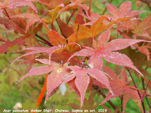 Acer palmatum 'Amber Ghost'