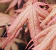 Acer palmatum 'Amber Ghost''