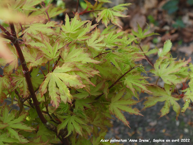 Acer palmatum 'Anne Irene'