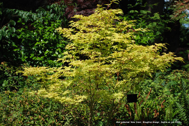 Acer palmatum 'Anne Irene'