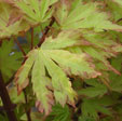 Acer palmatum 'Anne Irène''