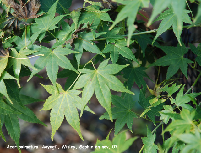 Acer palmatum 'Aoyagi'