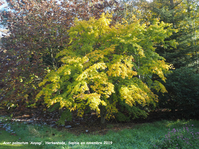 Acer palmatum 'Aoyagi'