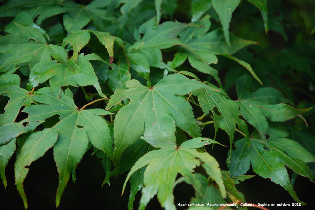 Acer palmatum 'Azuma-murasaki'