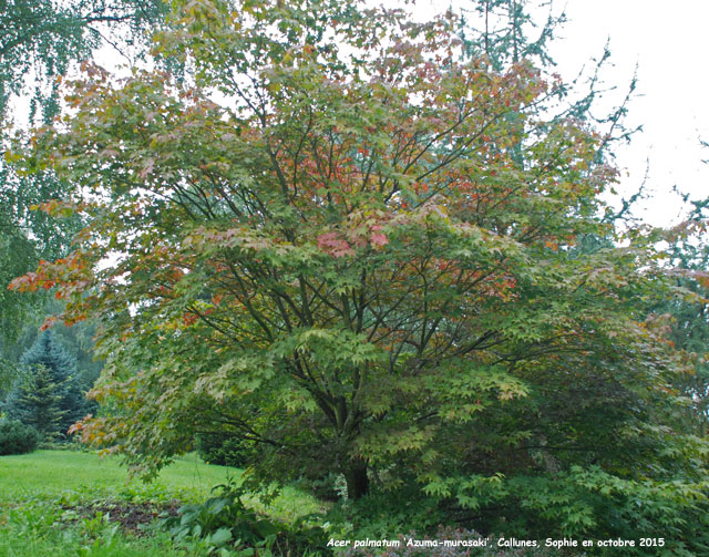 Acer palmatum 'Azuma-murasaki'