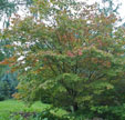 Acer palmatum 'Azuma-murasaki'
