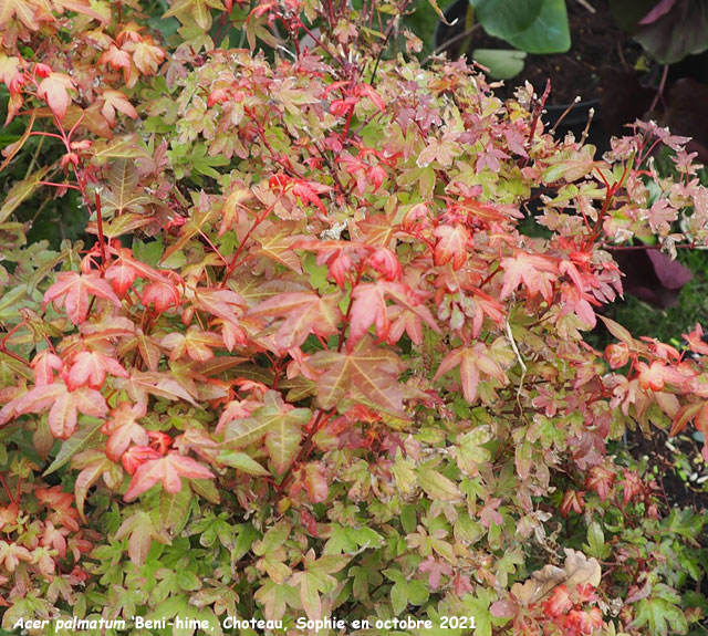 Acer palmatum  'Beni-hime'