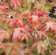 Acer palmatum 'Beni-hime'