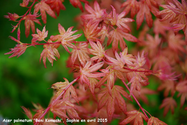 Acer palmatum 'Beni-Komachi'