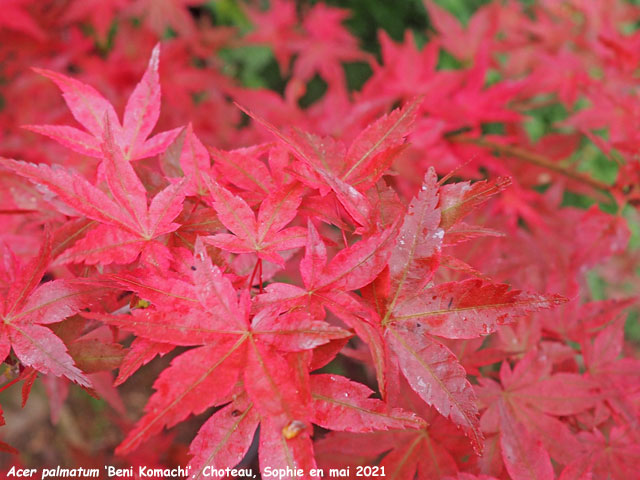 Acer palmatum 'Beni-Komachi'