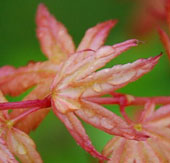 Acer palmatum 'Beni-komachi'