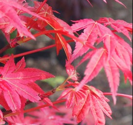 Acer palmatum 'Beni Maiko'