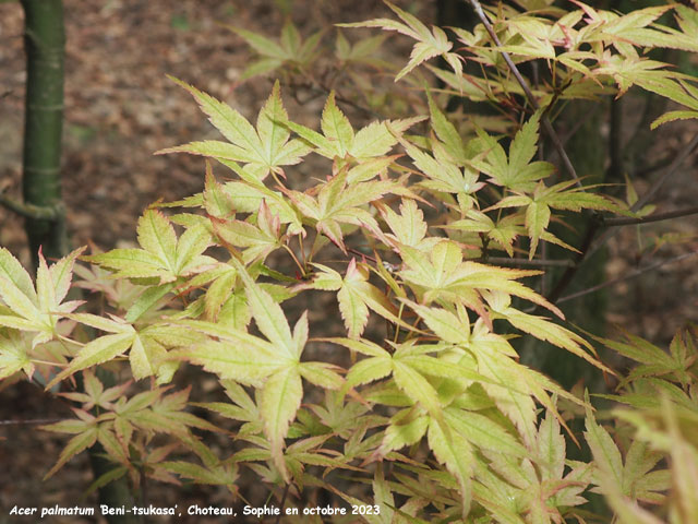 Acer palmatum 'Beni-tsukasa'