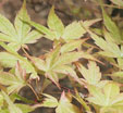 Acer palmatum 'Beni-tsukasa'