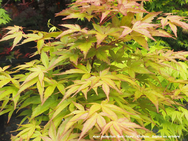 Acer palmatum 'Beni-tsuru'