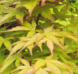 Acer palmatum 'beni-tsukasa'