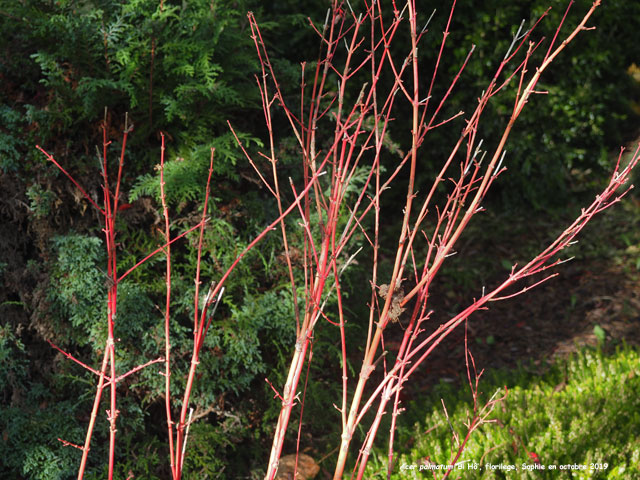 Acer palmatum 'Bi Hô'