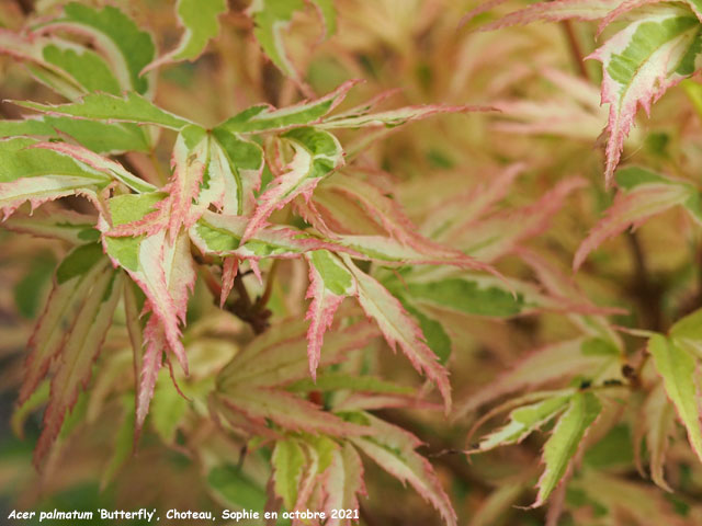 Acer palmatum 'Butterfly'