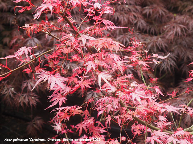 Acer palmatum 'Carminium'