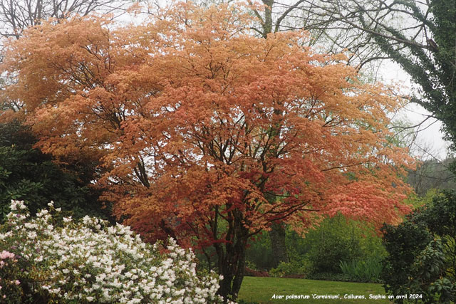 Pysage au Jardin des Callunes