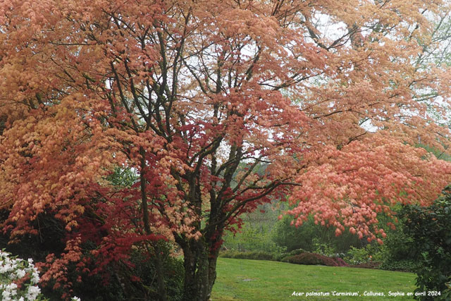 Acer palmatum 'Carminium'