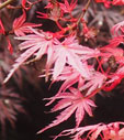 Acer palmatum 'Carminium'