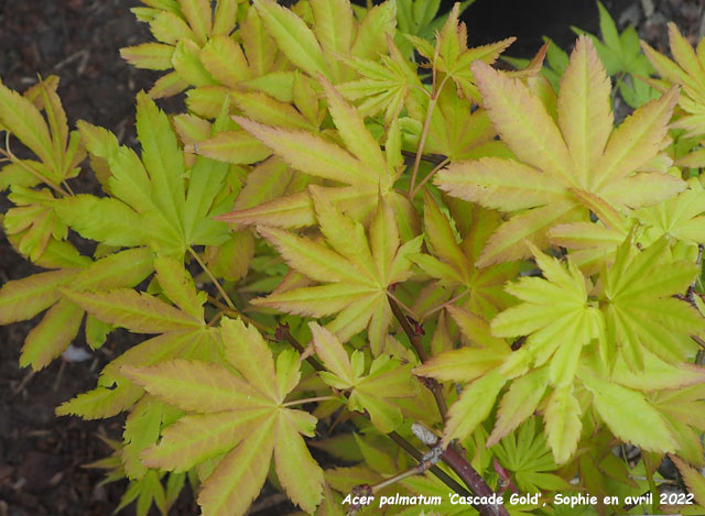 Acer palmatum 'Cascade Gold'