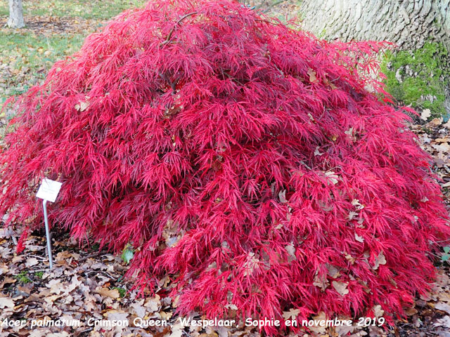 Acer palmatum 'Crimson Queen'