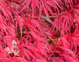 Acer palmatum 'Crimson Carol'