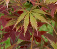 Acer palmatum 'Crimson Carol'