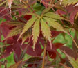 Acer palmatum 'Deshojo'