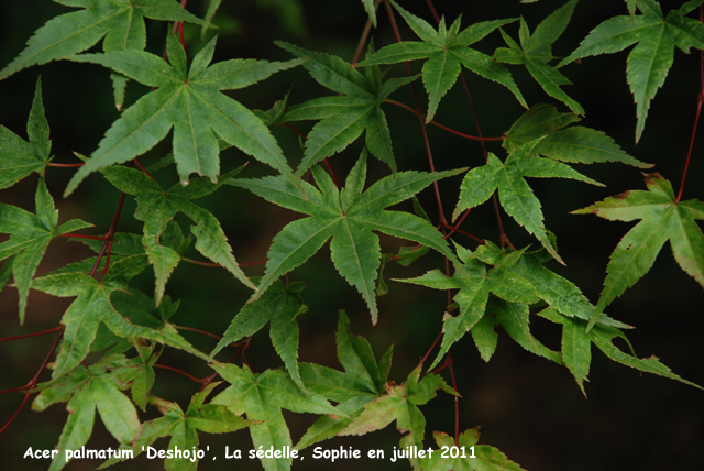 Acer palmatum 'Deshojo'