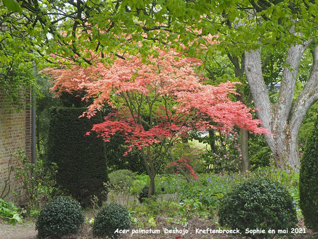 Acer palmatum 'Deshojo'