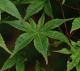 Acer palmatum 'Deshojo'