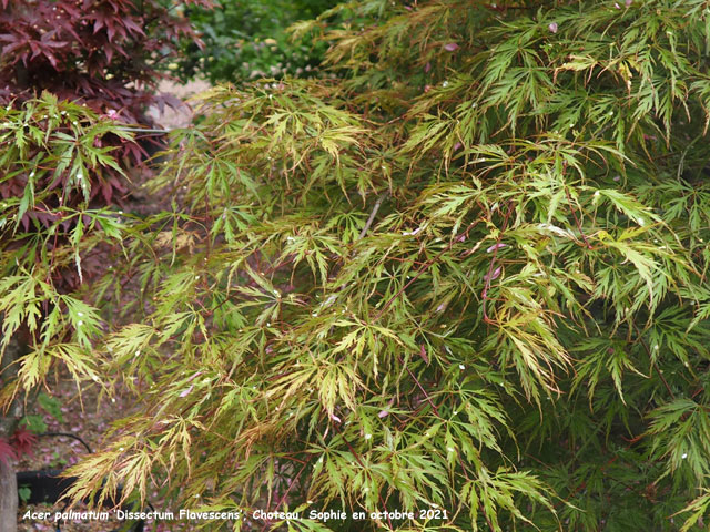 Acer palmatum 'Dissectum Flavescens'