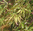 Acer palmatum 'Dissectum Flavescens'