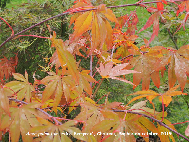 Acer palmatum 'Edna Bergman'